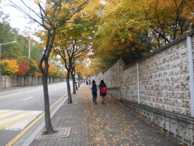 장안구&#44; 도심속에서 즐기는 가을 낙엽거리